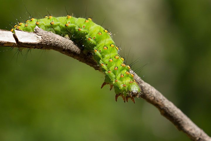 macro-caterpillar-saturnia-pavonia-also-known-as-emperor-moth-twig