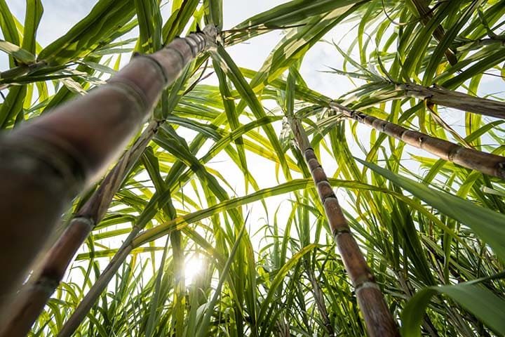 sugar-cane-fields-culture-tropical-planetary-stake (1)